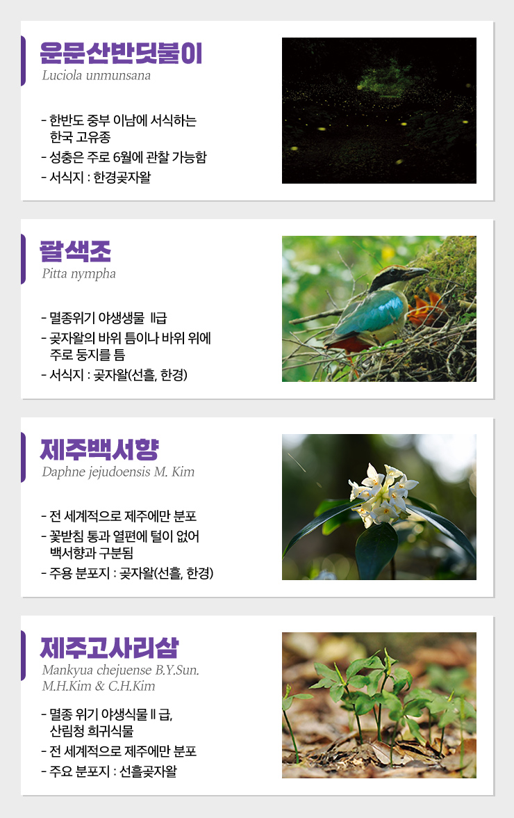 운문산반딧불이 팔색조 제주백서향 제주고사리삼